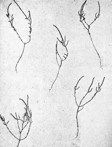 . 7.  - Salicornia herbacea L.