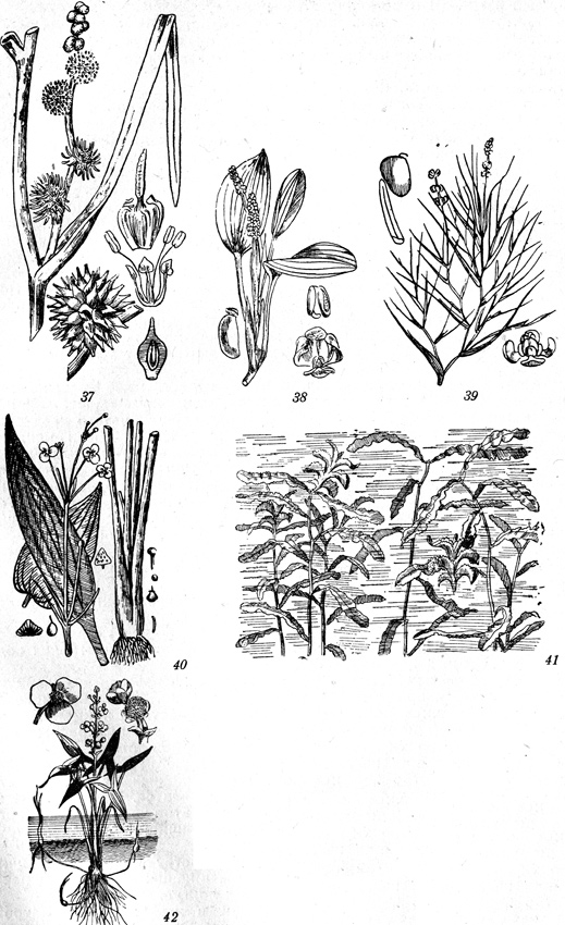 . 37-42: 37-Sparganium polyedrum, 38-Potamogeton natans, 39-Potamogeton pectinatus, 40-Rotamogeton crispus, 41-Alisma plantago, 42-Sagittaria sagittifolia.
