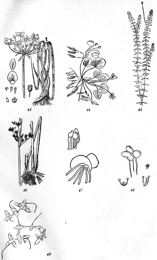 . 43-49: 43-Butomus umbeliatus, 44-Hydrocharis morsus ranae, 45-Elodea canadensis, 46-Scirpus lacustris, 47-Spirodela polyrhiza, 48-Lemna minor, 49-Lemna trisulca.