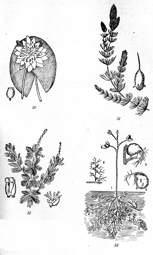 . 50-53: 50- Nymhea alba, 51-Ceratophyllum demersum, 52-Myriophyllum spicatum, 53-Utricularia vulgaris.