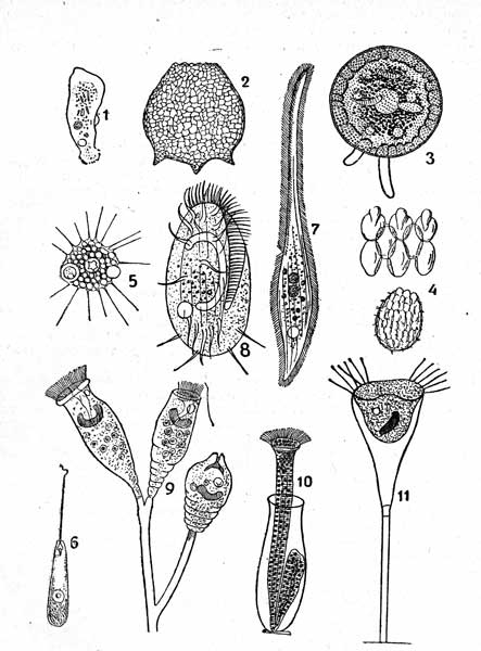  I. : 1-Amoeba limax, 2-Difflugia corona, 3-Arcella vulgaris, 4-Euglypha ciltata, 5-Peran ma  trichophorum, 7-Lionotus anser, 8-Euplotes charon, 9-Epituylu plicatilis, 10-Cothurnia crystallina, 11-Acineta flava.