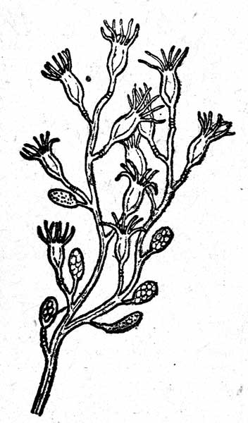 . 1. Cordylophora caspia Pallas